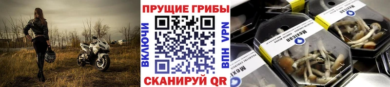 Псилоцибиновые грибы GOLDEN TEACHER  Владивосток 